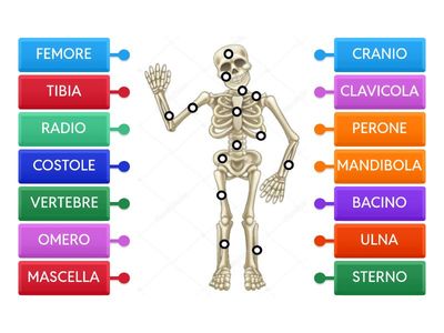 Il sistema scheletrico