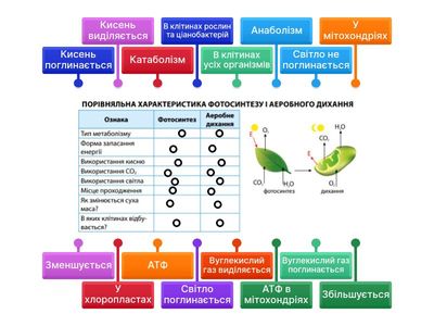 Порівняльна характеристика фотосинтезу і аеробного дихання