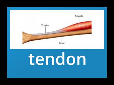 Anatomy vocabulary cards