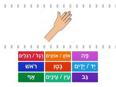 Body parts    חלקי גוף