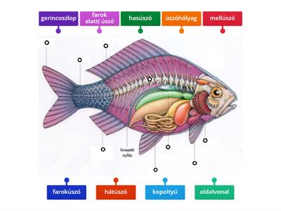 Halak testfelépítése