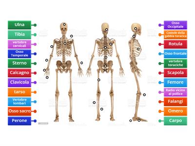 Tutto al posto giusto da tutti i lati: lo scheletro
