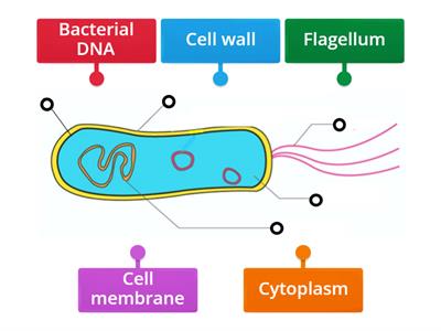 Labelling a bacterial cell KS3