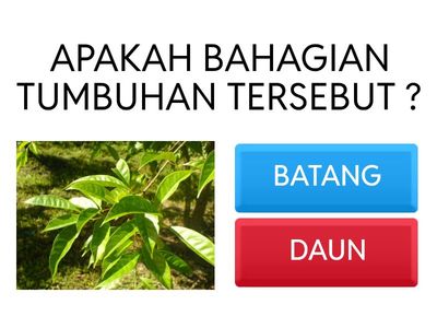 SA 3.4.1 MENGENAL PASTI BAHAGIAN TUMBUHAN 