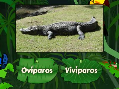 Animais Ovíparos e Vivíparos