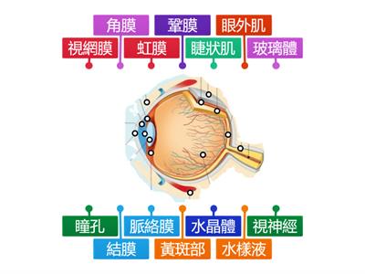 眼睛的構造