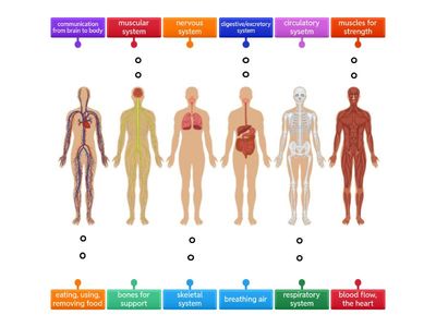 Human Body Systems match