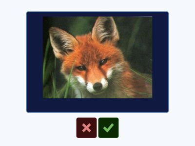 Modi di dire con gli animali