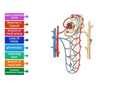 Nephron labelling exercise
