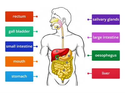 Digestive System