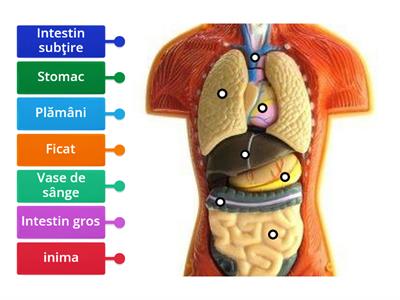 Organele interne