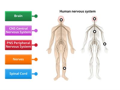 Nervous System