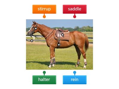 Horse-equipment
