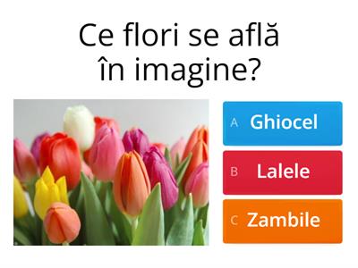 Flori de primavara