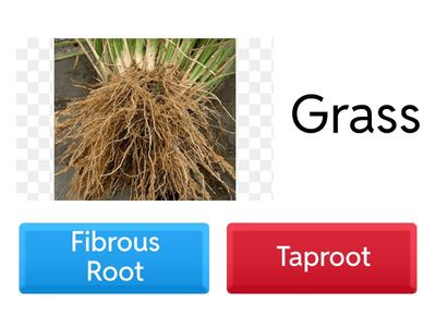 Types of Roots: Is it Taproot or Fibrous Root?