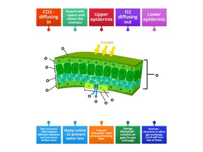 leaf structure