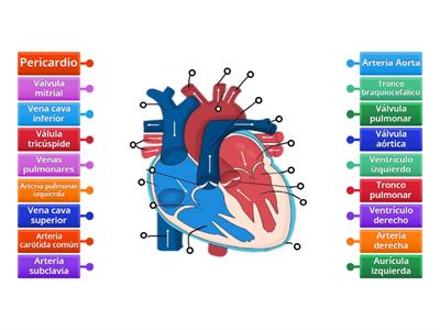 Anatomía del corazón