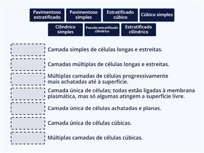 Classificação dos Epitélios