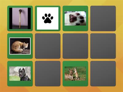 Memory zampe e animali