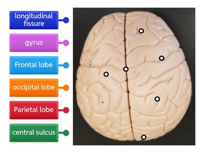 Superior brain model