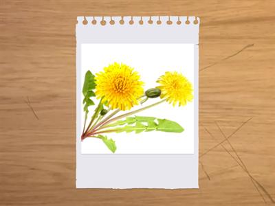 03. Flashcards Bloemen