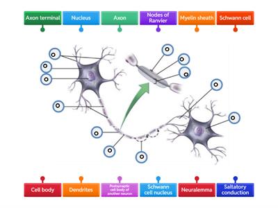 Neuron Component Identification