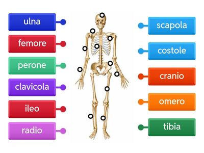 Ossa del mio scheletro
