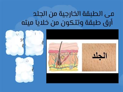 مراجعة درس تركيب الجلد