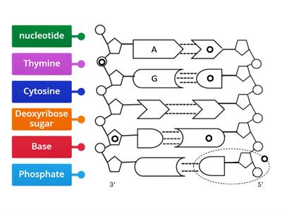 S2 DNA structure Labelled Diagram