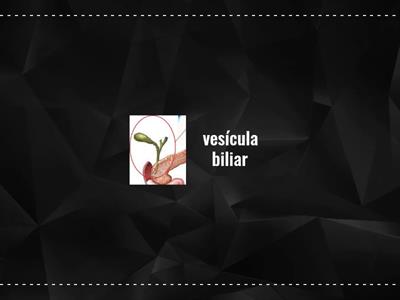 Sistema digestivo-memorizar MJoao Carvalho