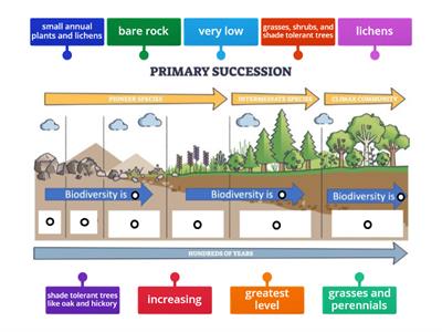 Primary Succession