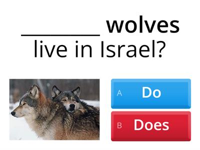  Questions with Do/ Does  