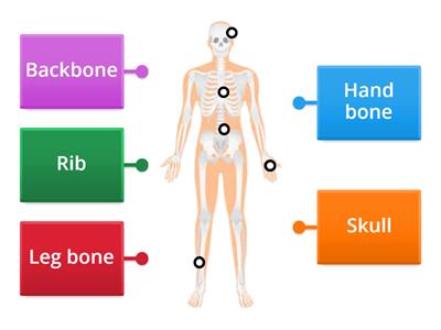 Skeletal System 