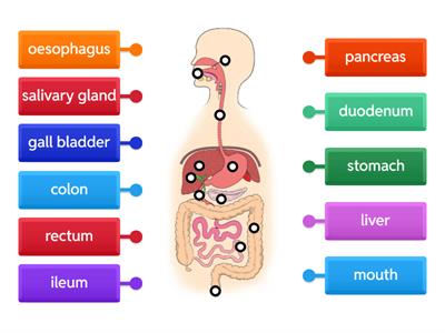 Labels Digestive System