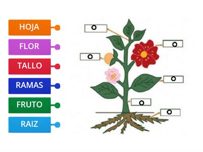 PARTES DE LAS PLANTAS