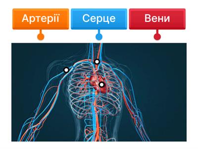 Будова кровоносної системи