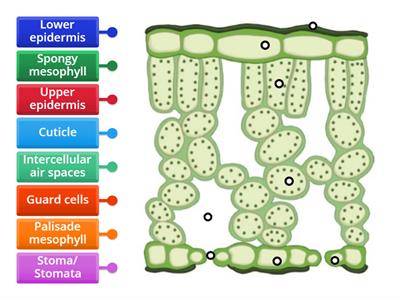 Cross Section of a Leaf