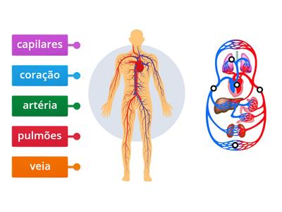 Sistema circulatório