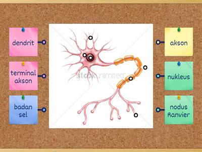 BIOLOGI TING 5: STRUKTUR NEURON 