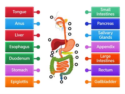 Label the Digestive System