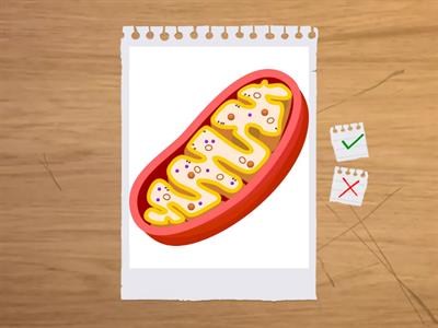 ОРганоидтар