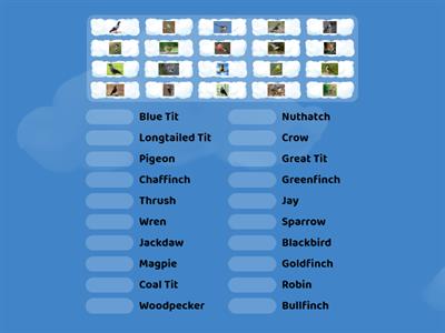 20 UK Garden Birds Matchup