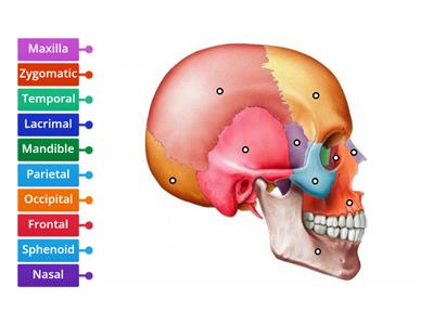 Bones of the Face