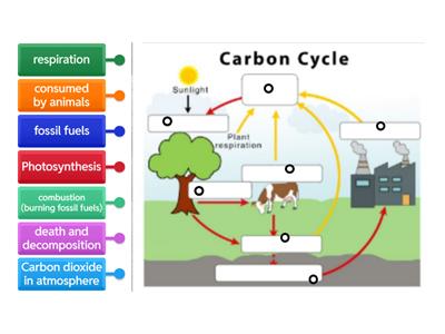 Carbon Cycle