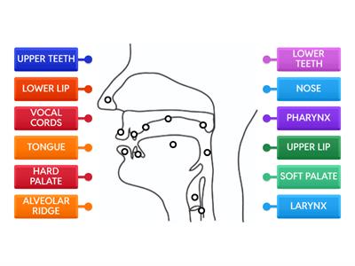 ARTICULATORS-JOSEPH'S INSTITUTE-2025