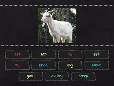 Farm animals Incredible English 1