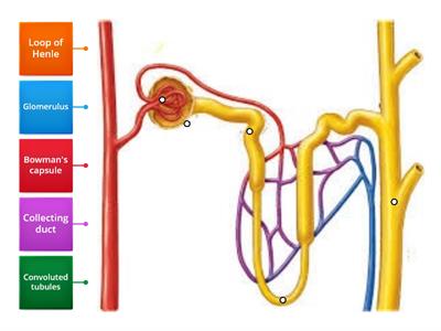 HSCare Unit 4 - Nephron