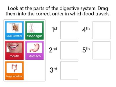 Digestive System order