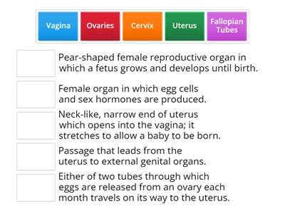 Female Reproductive Organ Functions