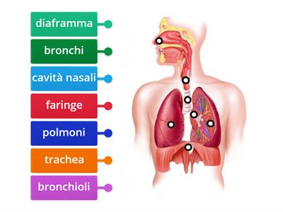 APPARATO RESPIRATORIO